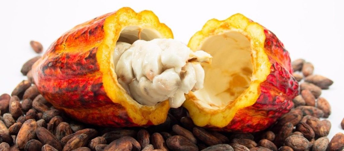 cacau-para-plantio-ou-consumo-100-natural-fruta-promoc-D_NQ_NP_471815-MLB25318575421_012017-F-1024x564